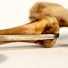 Bone Rings