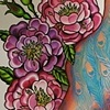 painted lady