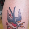 swallows