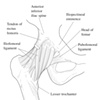 Ligaments of the Hip