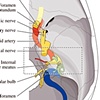 Anatomy