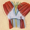 Carpal Tunnel Release