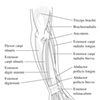 Forearm Extensors