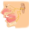 Cranial Nerve