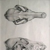 Fox Skull