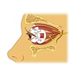 Cranial Nerve VI