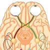Inferior View Of Brain with Optic Nerve
