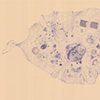 Cosmic Speck