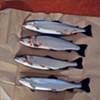 A Fine Catch