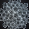 Blastula