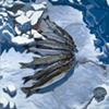 Ice/ Fish