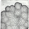 Nodule 4