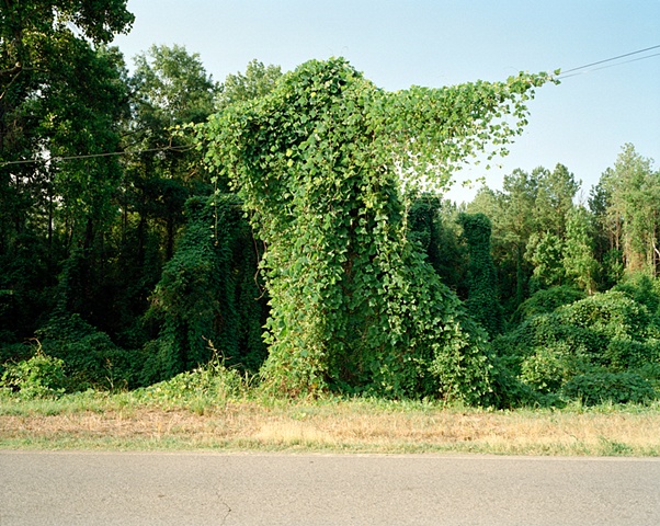 Kudzu