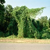 Kudzu