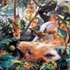 fox in landscape