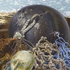Still Life Seascape - detail