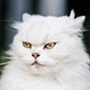 I Used To Throw Cats