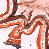 Strata 1