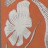 MRI Fragment