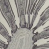 Lemon Rind Draw-Ring