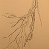 Large Branch 