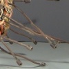 Mine Cluster