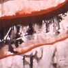 1Strata