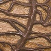 Rooted Leaf