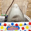"Ice Shark Takes a Holiday" - Max Reinhardt