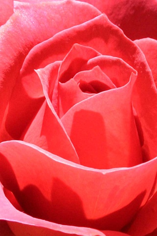Pink Rose