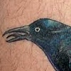 Grackle, Mesquite and Cicada 