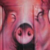 Pig Door