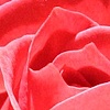 Pink Rose