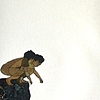 "(having lost)"