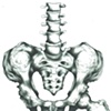 Pelvis