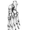 Foot