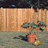 The Forgotten Plant of Mr. Lang