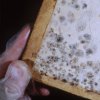 Infestations - Mold