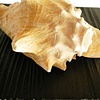PhantomVibrations#4(conch)