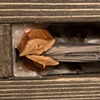 Birth (Structure) Detail