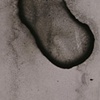 Ganglions & Cells (V.2)