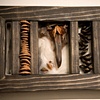 Birth (Structure) Detail