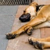 Guard Dog
