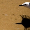 Low Flying