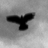 Dove