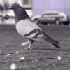 Strut