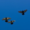 Rats from Above