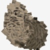 The Gyre