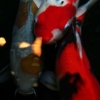Koi