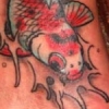 Fantail Goldfish